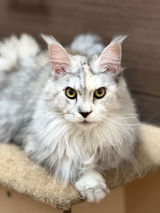 Кошечка мейнкун. Документы