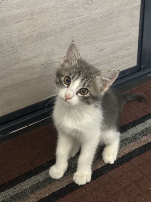 Продам маленького котенка