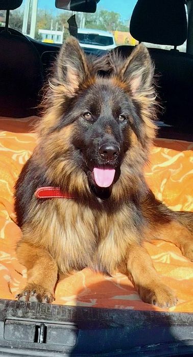 Femelă Ciobanesc German