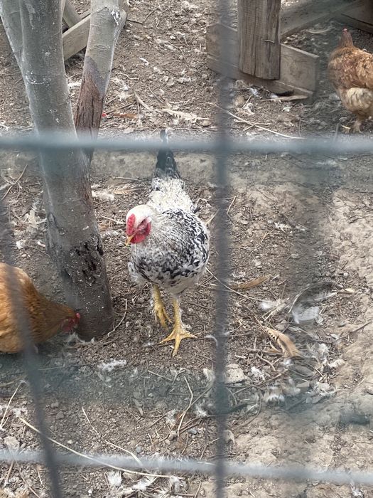 Продам петуха. Молодой, красивый, здоровый , продуктивный