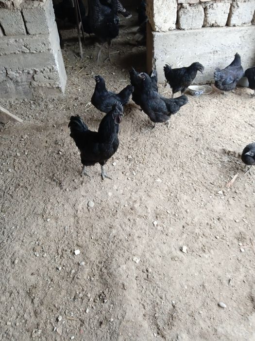 Ухейилюй жужалари, Uxeyilyuy joʻjalari chiqishni boshladi