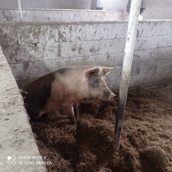 Продам молодых свиней