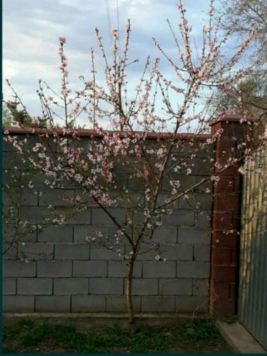 Растения, Тошкент, Самарканд.