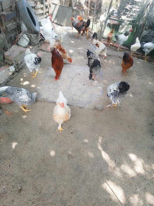 Cocoși și puici de vânzare