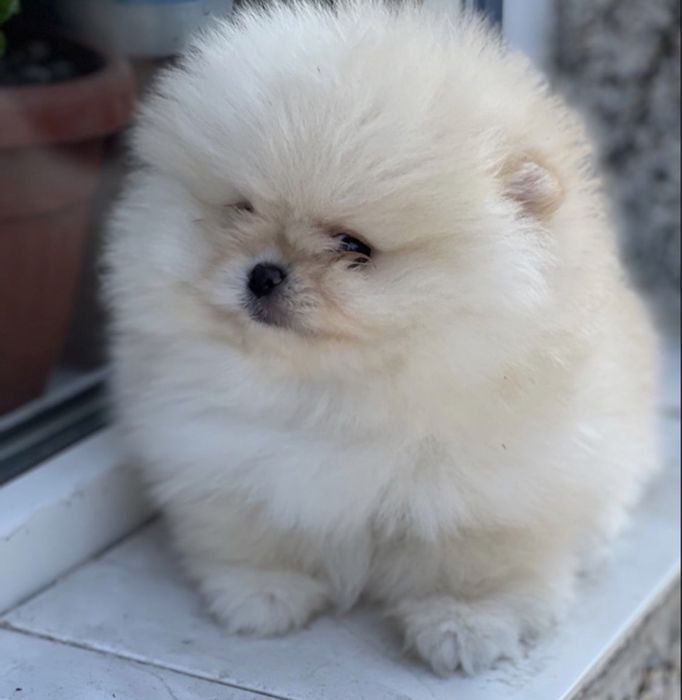 Мини мини Померана