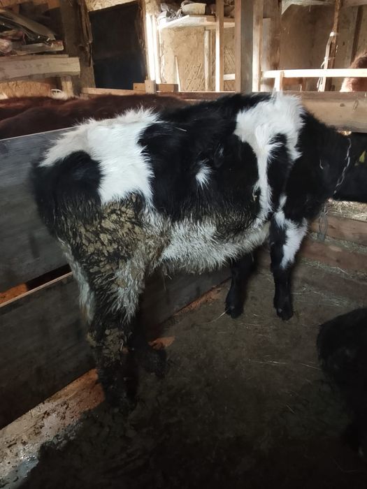 Продам жирных телок