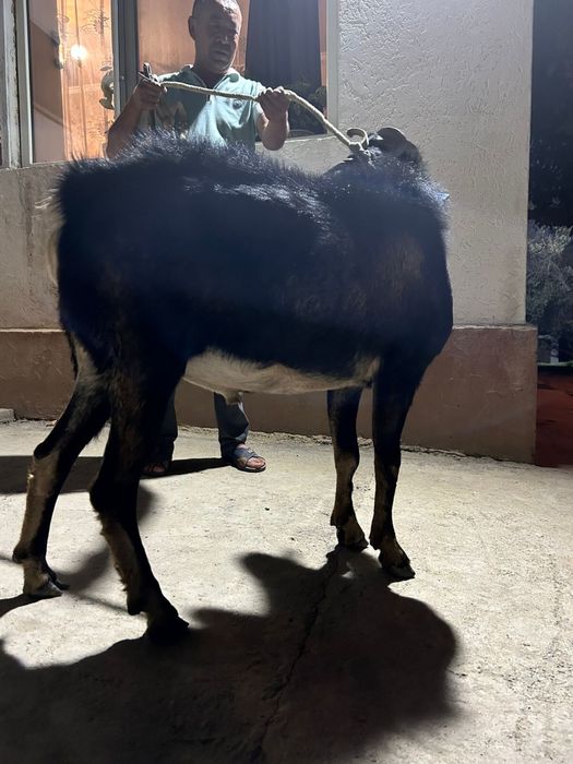 Теке / Козел сатылады