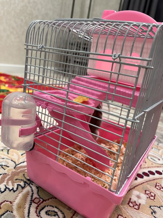 Хомяк джунгарский