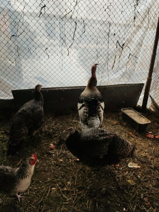 Продам индюка и индюшку