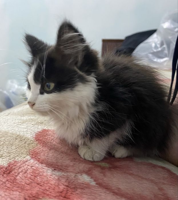 Отдаю котенка в добрые руки