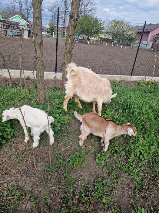 Capră tânără(prima fătare)+2 ieduti