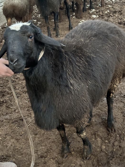 Kami bor  kichkinaro qoylaram bor kere bosa tel qlorasilar
