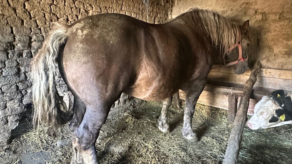 Vând iapă ciocolatie de 8 ani