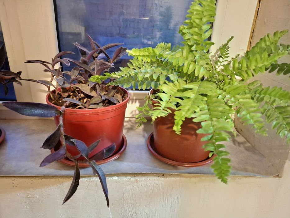 Продам комнатные цветы