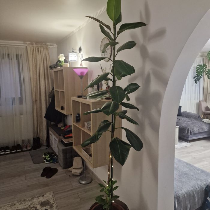 Ficus 2 metri de 6 ani plus ghiveci