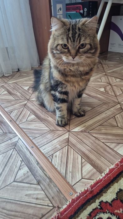 Отдам в добрые руки