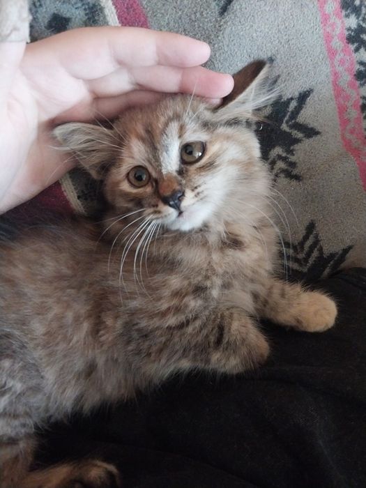 Отдам котенка в добрые руки