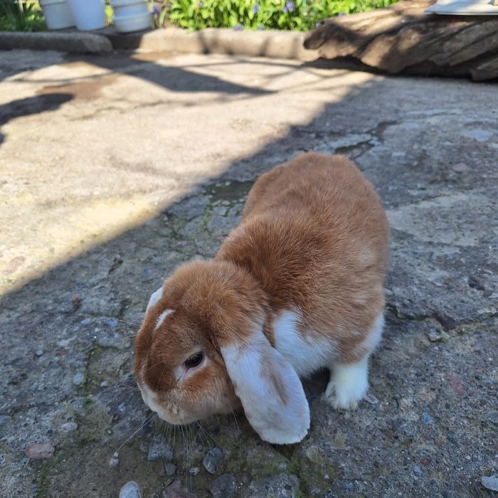 Декоративный кролик(баран)