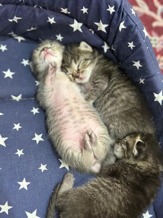кошка с котёнками