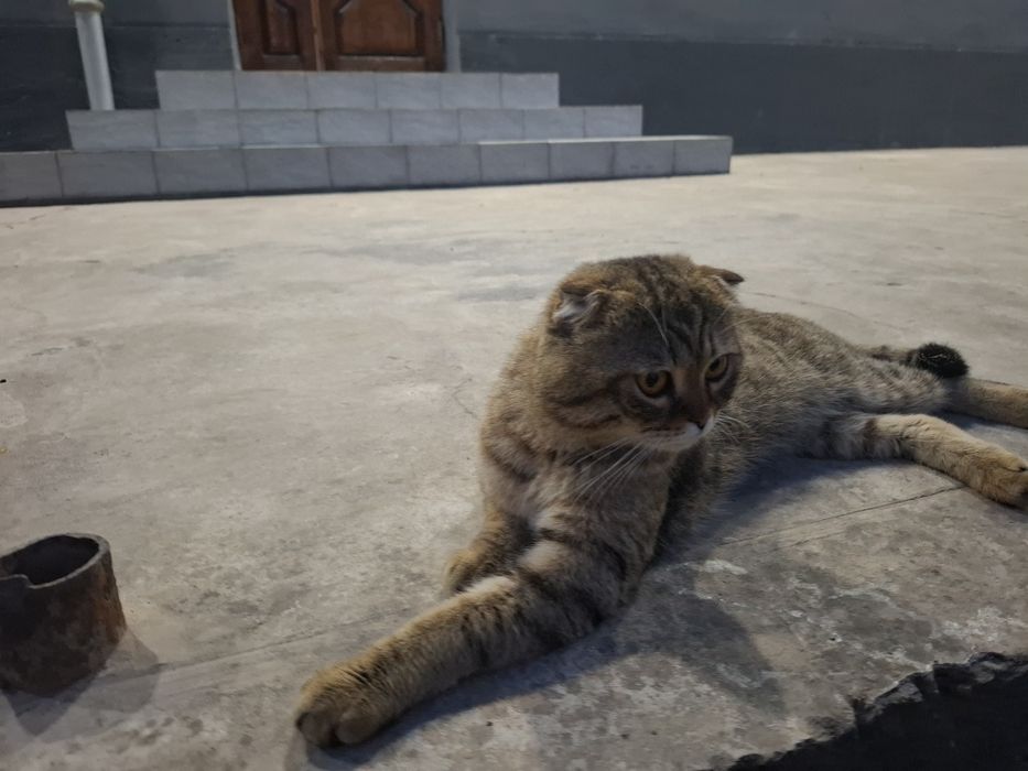 Scottish Fold uy mushigi