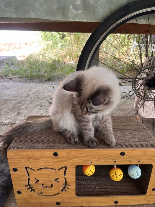 котенок с вещами