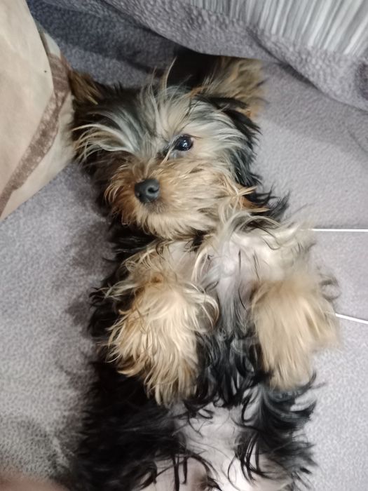 Щенок мини  йорк