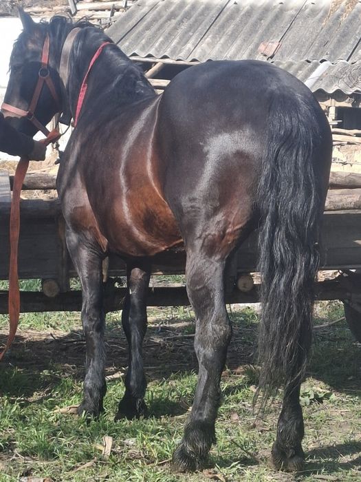 Vand cal castrat de 7 ani