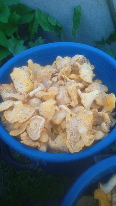 Продам грибы лисички