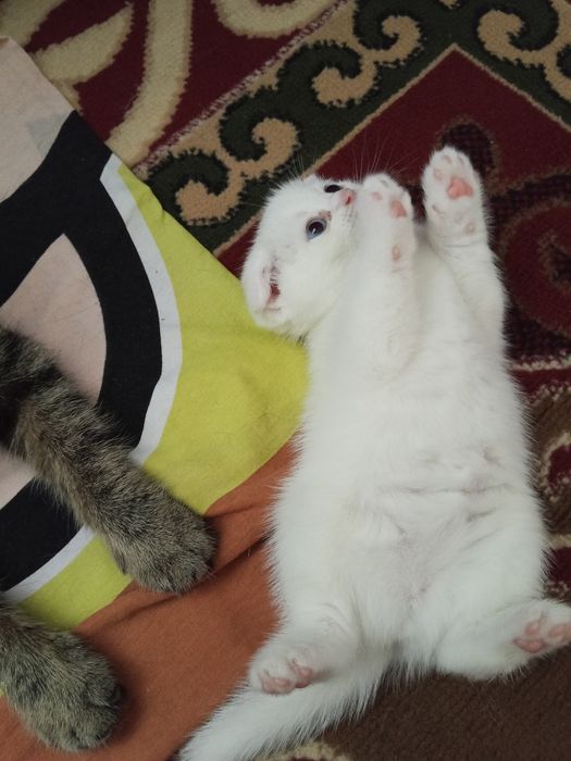 Котята шотландский вислоухие