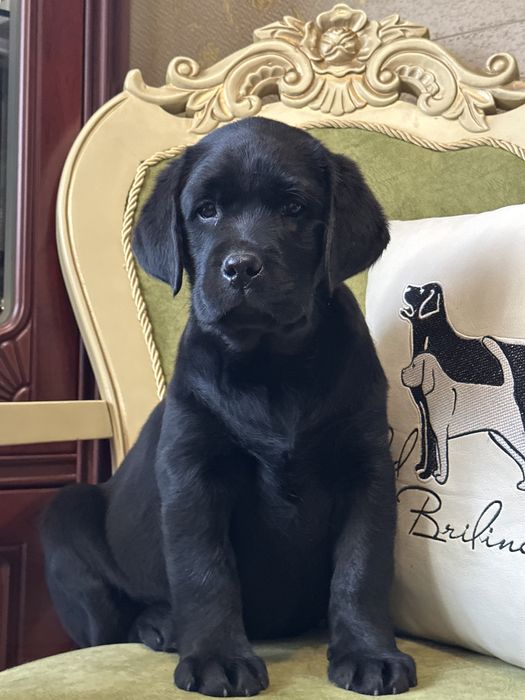 Щенки лабрадора, питомник