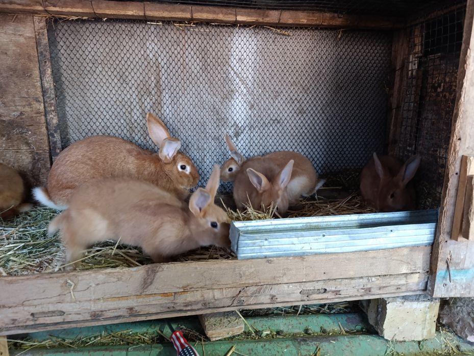 Burgun quyon bolalari sotiladi