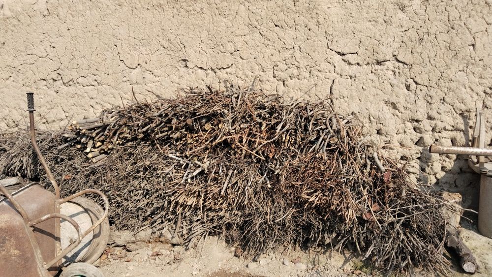 Тандир Боп отинлар