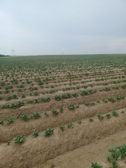 Cartofi de samanta din elita soi riviera