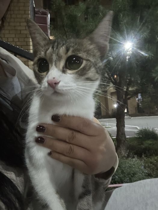 Котенок девочка.