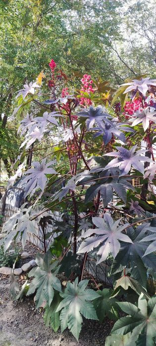 Семена Клещевины