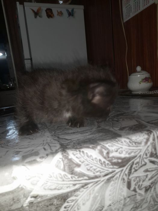 Отдам даром котят