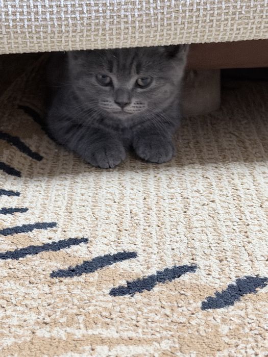 Skochish fold. Toza. Kon mushuk sotiladi