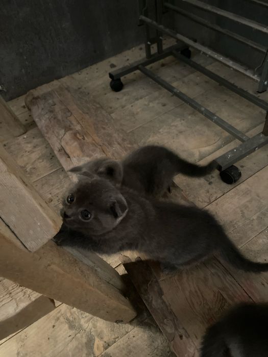 Мушукчалар сотилади 1 ойлик