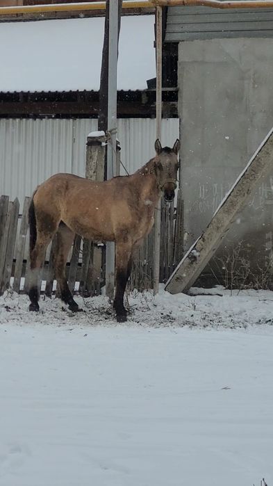 Жабагы ургашы Рысак