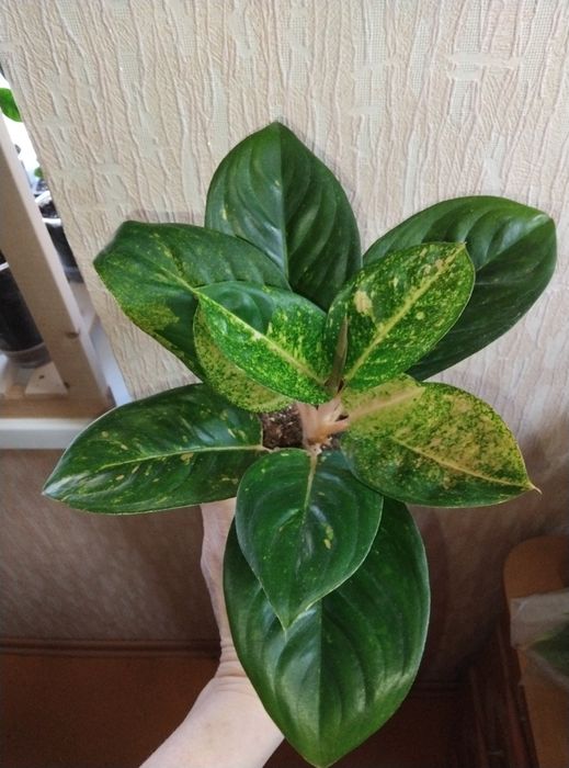 Комнатные растения продажа