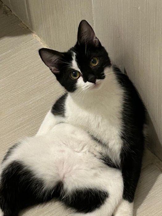 отдам в добрые руки