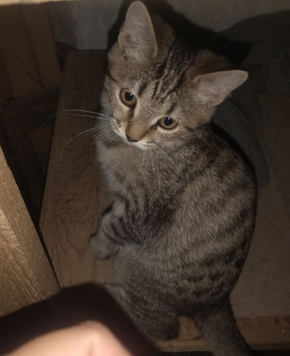 Котёнок ответственным людям!