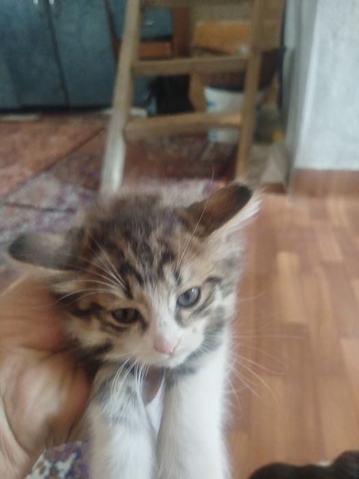 Котята 3 шт.молодняк