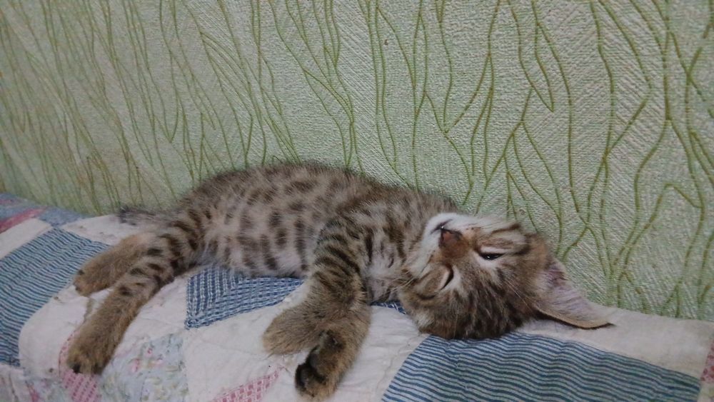 Отдам котёнка-мальчика