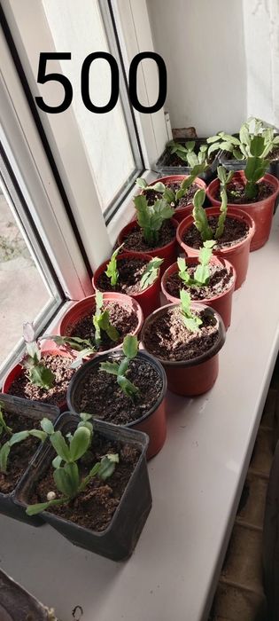 Домашние растения