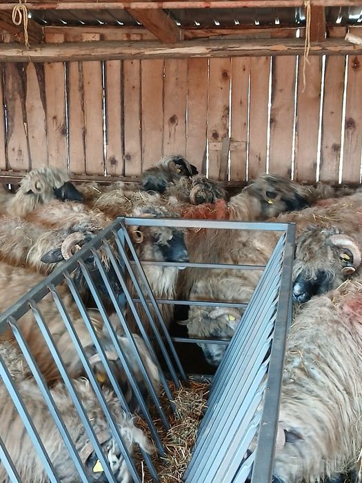 40 de oi cu miei si 10 carlane disponibile