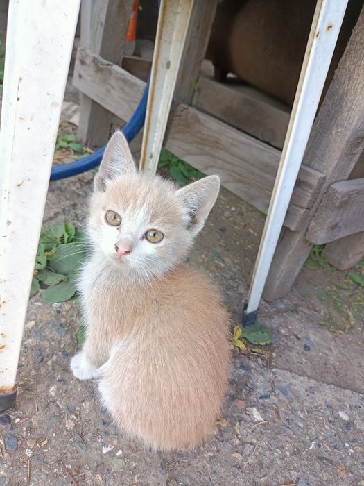 Отдам котят в хорошие руки