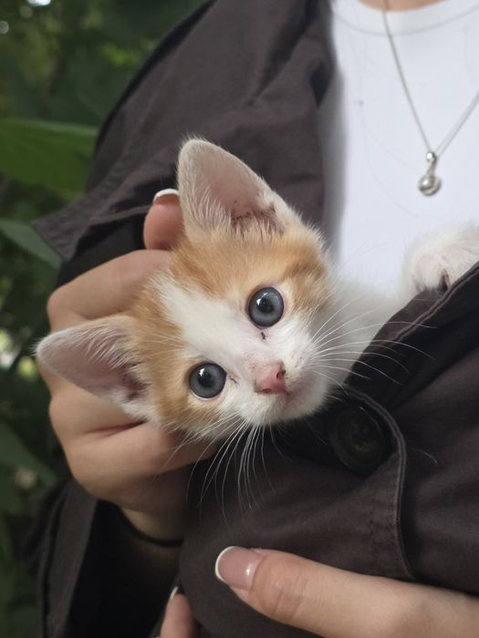 Подарявам! Котенца на 2 месеца