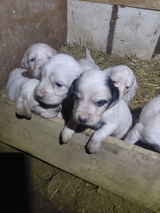 7 малки Английски Сетерчета си търсят нов дом