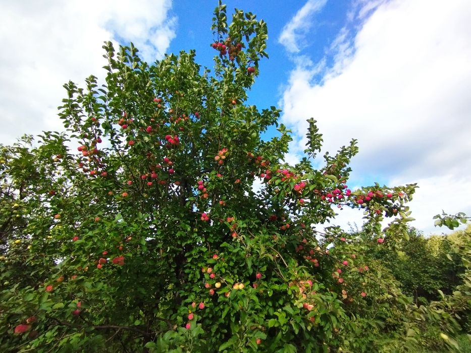 Срочно продам дачу .